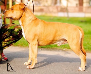 Proudly Breed Elvis Presley